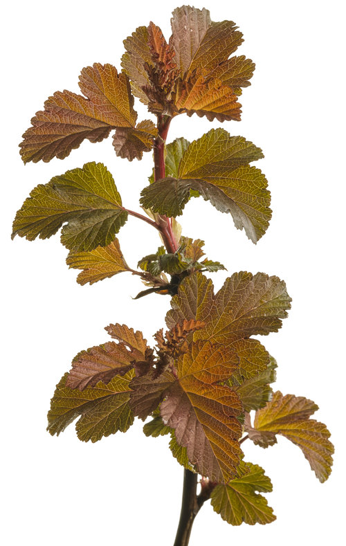 Ginger Wine™ - Ninebark - Physocarpus