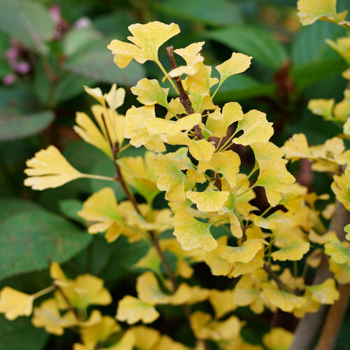 Bright yellow fall color on Skinny Fit ginkgo foliage.