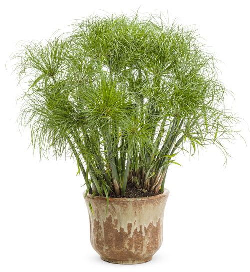 graceful_grasses_prince_tut_cyperus.jpg