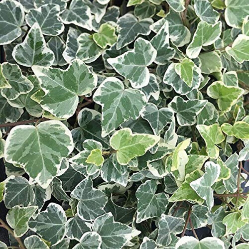 hedera-helix-white-wonder-english-ivy.jpg