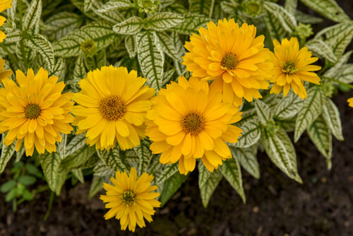 Heliopsis Bit of Honey