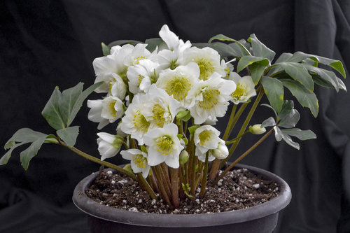 Snowbells - Christmas Rose - Helleborus