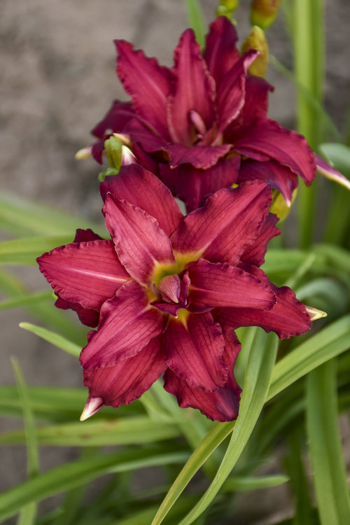 hemerocallis_double_pardon_me_apj19_2.jpg