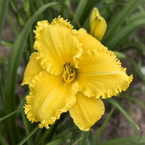 hemerocallis_erin_lea_0002_high_res.jpg | Proven Winners