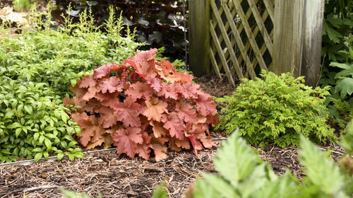 'Peachberry Ice' Heuchera