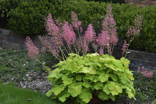 Primo™ 'Pretty Pistachio' - Coral Bells - Heuchera