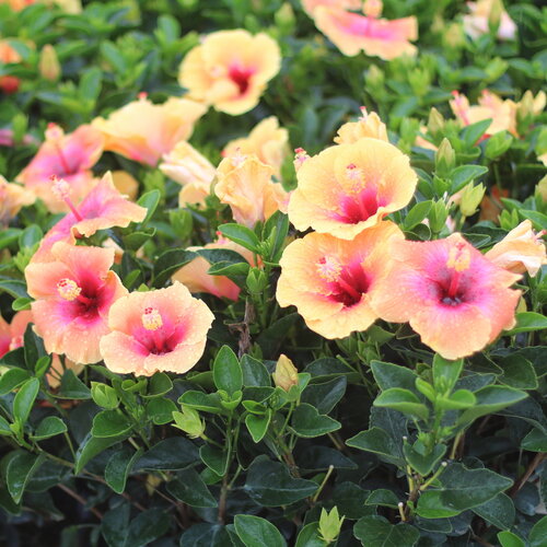 A blend of pinky yellow blooms on Hollywood Social Butterfly tropical hibiscus.