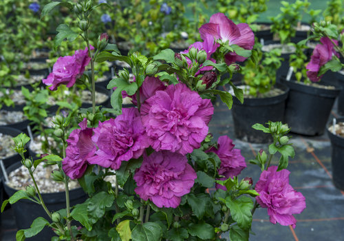 Rose of Sharon - Ultimate Growing & Care Guide