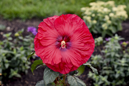 Hibiscus SUMMERIFIC Valentine's Crush