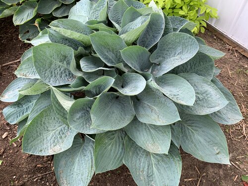 Hosta SHADOWLAND Above the Clouds