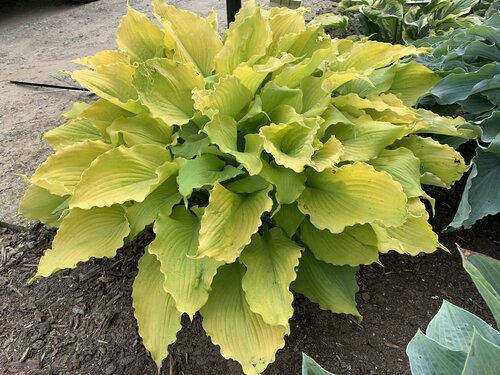 Hosta SHADOWLAND Echo the Sun