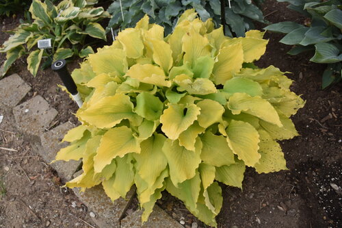 Hosta SHADOWLAND Echo the Sun