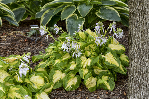 Hosta Shadowland Etched Glass