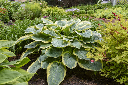 hosta_gigantosaurus_apj23_3.jpg | Proven Winners