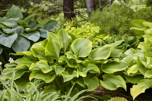 hosta_lone_star_apj23_2.jpg | Proven Winners