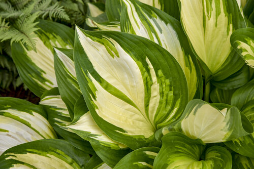 Hosta Shadowland Miss America