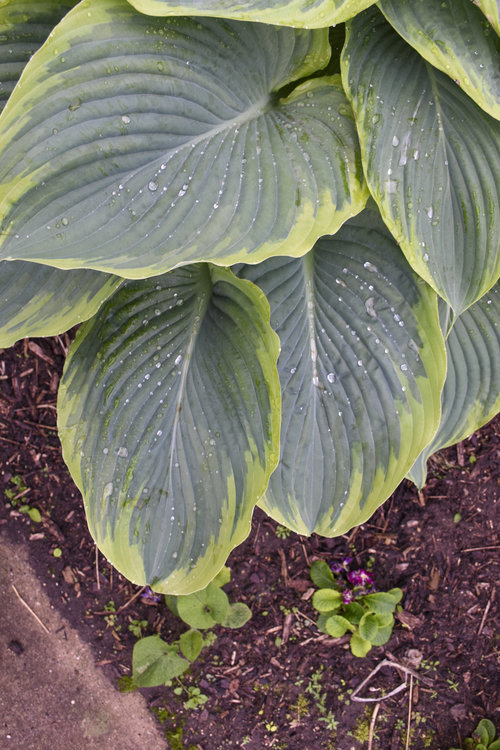 'Wu-La-La' Hosta