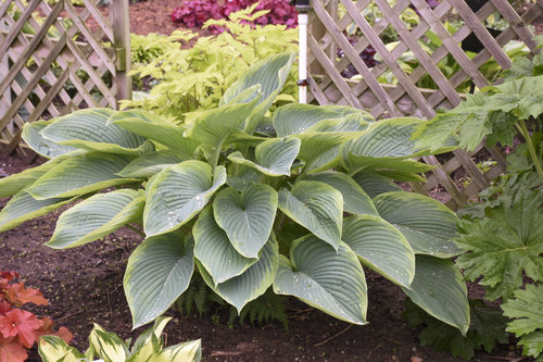 'Wu-La-La' Hosta