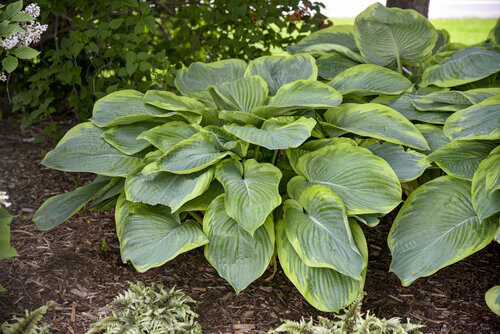 hosta_wu-la-la_apj22_4.jpg