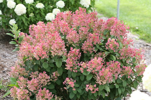 Landscape shot of Little Quick Fire hydrangea