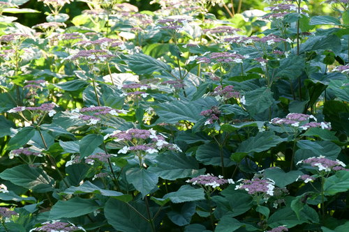 Mid-sized, cool green hydrangea Invincibelle Lace planted in the landscape.