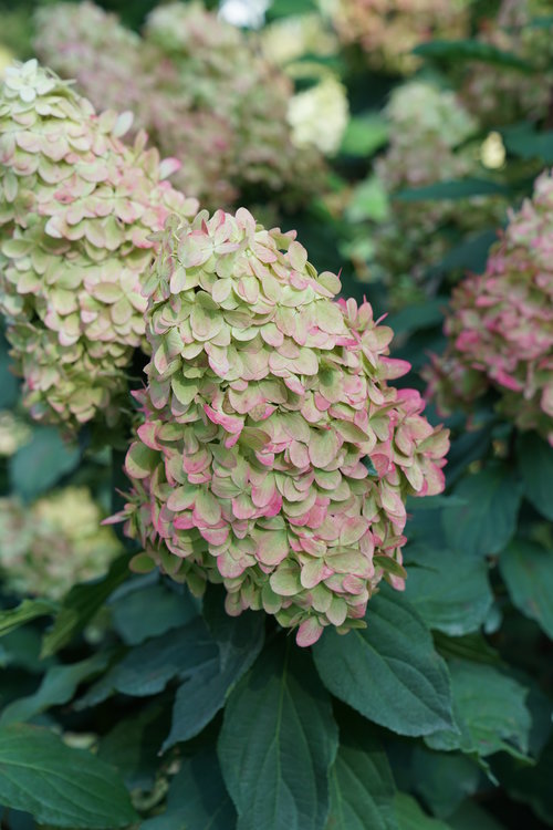 The mophead green and pink flowers of Limelight Prime panicle hydrangea