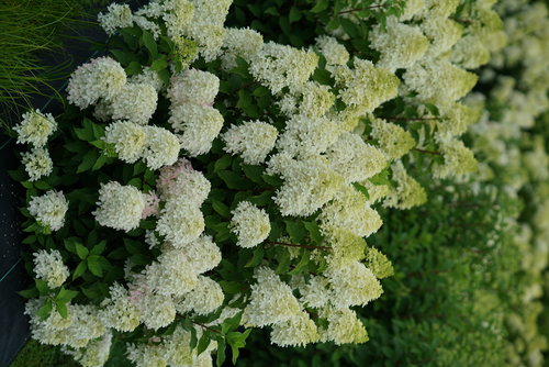 Quick Fire Fab hydrangea in full bloom in early summer covered in cone shaped wh