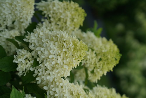 Closeup of the unusual cruciform florets of Quick Fire Fab panicle hydrangea