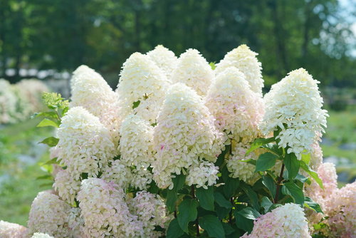 The numerous cone-shaped flowers of Quick Fire Fab panicle hydrangea, the earlie