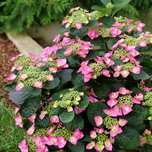 Bright pink, lacecap flowers peppering the top of Tuff Stuff Top Fun hydrangea w