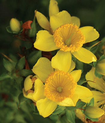 Hypericum.jpg