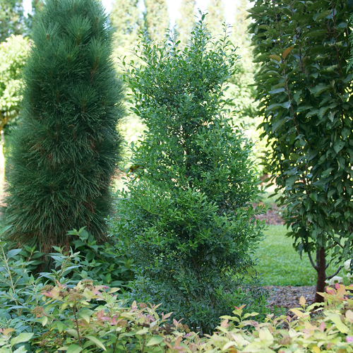 Squeeze Box inkberry holly is a native evergreen shrub, depicted here in a garde