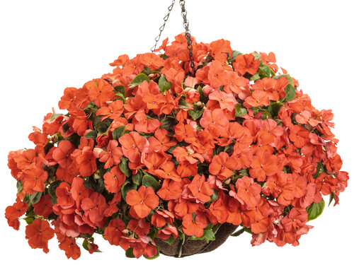 impatiens_soprano_salmon_basket.jpg