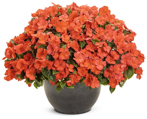 impatiens_soprano_salmon_mono.jpg