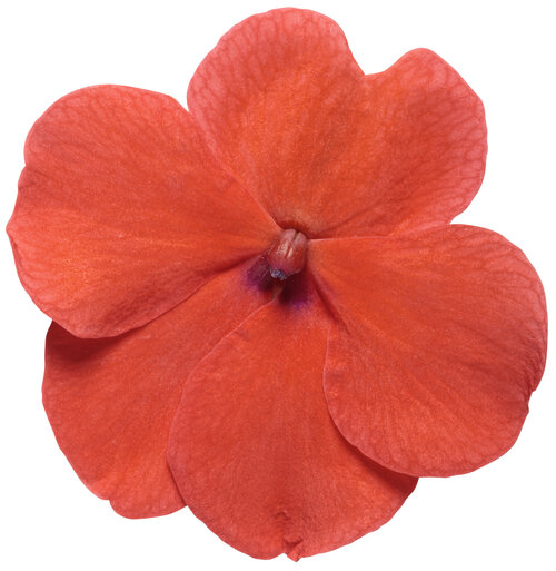 Soprano® Orange - Bedding Impatiens