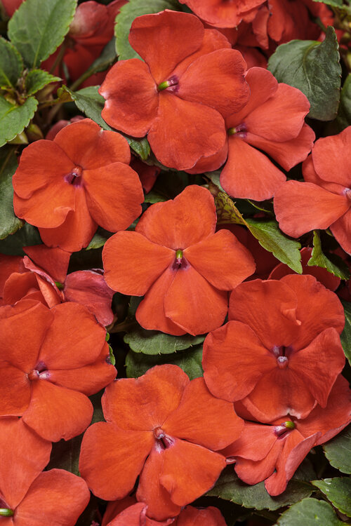 Soprano® Orange - Bedding Impatiens