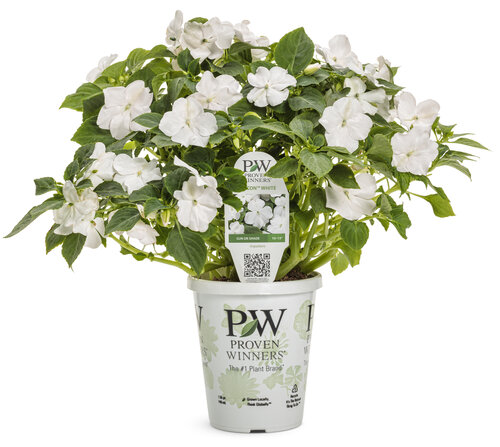 Soprano® White - Bedding Impatiens 