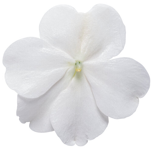 Soprano® White - Bedding Impatiens