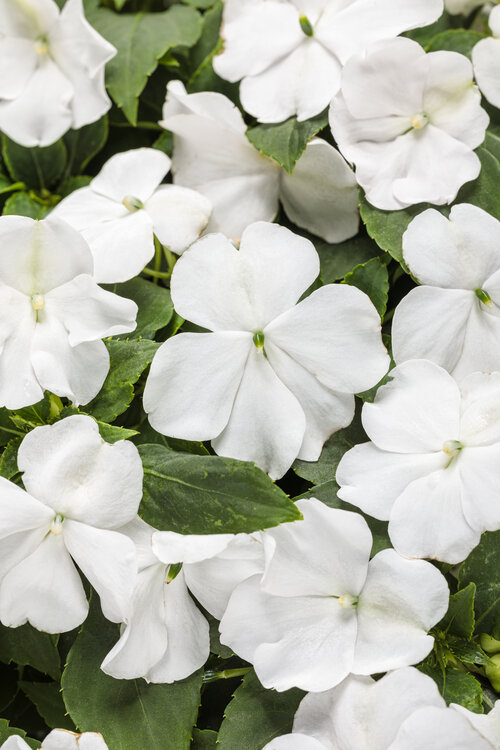 impatiens_sopranor_white_tag.jpg