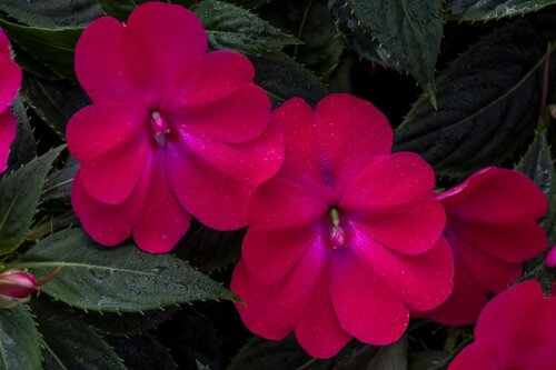 SunPatiens® Compact Rose Glow