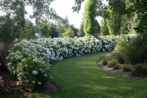 Incrediball hydrangea