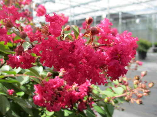 Crapemyrtle pink flowers