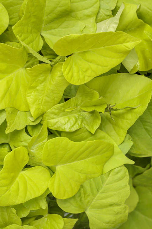 Potatoes in Grow Bags: A Surprising Solution to Rocky Soil