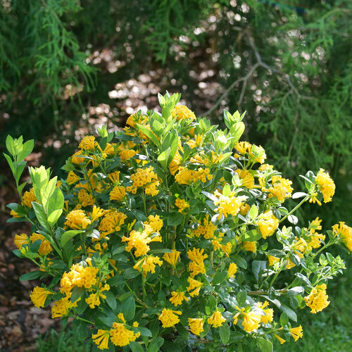 A Juiced Orange jessamine is planted in a part sun landscape and still blooming 