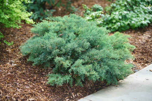 A young specimen of Montana Moss juniper in the landscape
