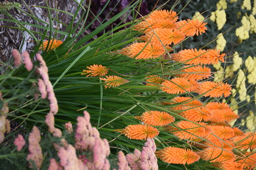 kniphofia_orange_blaze_cjw19_12.jpg | Proven Winners