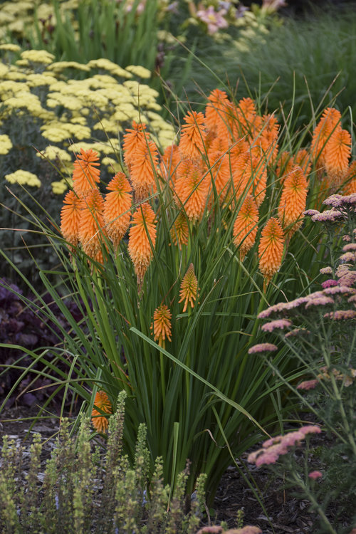 Kniphofia Orange Blaze Cjw19 6.jpg 