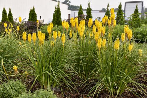 Kniphofia Pyromania Solar Flare