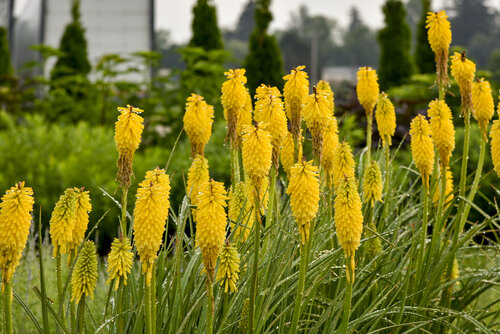 Kniphofia Pyromania Solar Flare