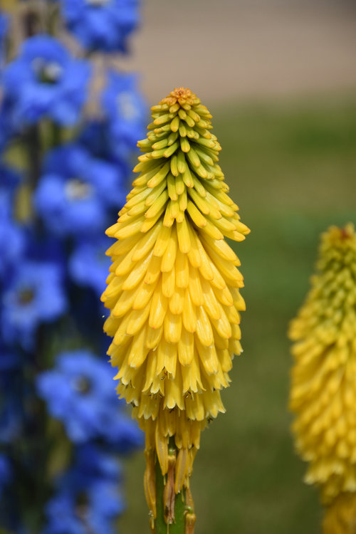 'Solar Flare' Kniphofia